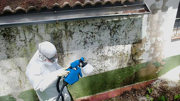 Top rated local Mold Inspection specialists in Flinton, PA